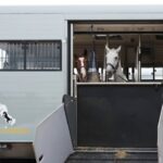 Sicherheit für schwere Lasten: Große Pferdeanhänger und das richtige Zugfahrzeug