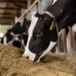 Gestörte Pansenflora regenerieren: Wann ein Pansenstimulans im Stall hilft